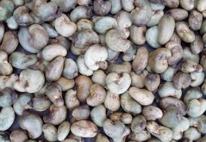 Cashew
